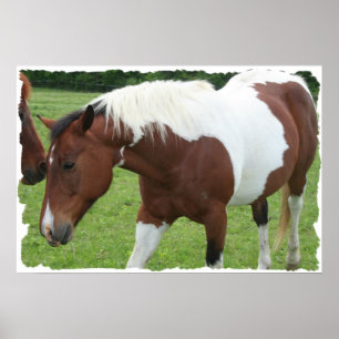 Póster Pinto Cavalo