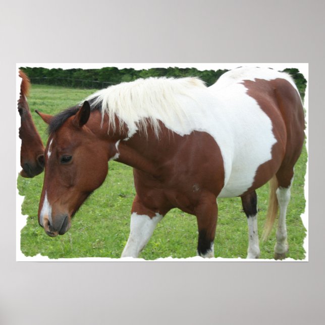 Póster Pinto Cavalo (Frente)