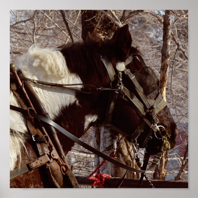 Poster Pinto Cavalo de Rascunho (Frente)