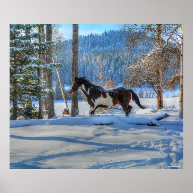 Póster Pinto de Trote Stallion & Winter Snows (Frente)
