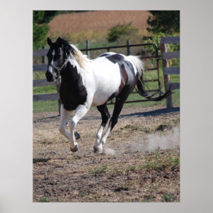 Poster Pinto do cavalo/pintura