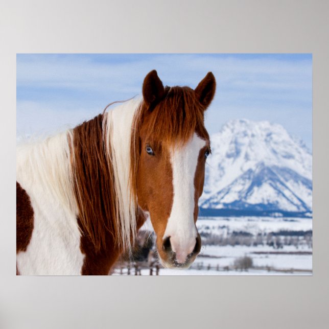 Poster Pinto Horse Monte Moran no inverno (Frente)