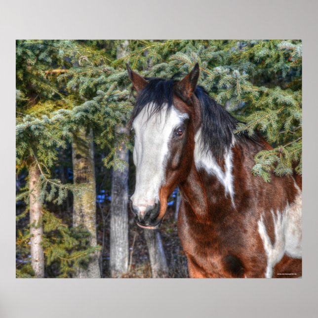 Poster Pinto Paint Stallion & Evergreen Trees (Frente)