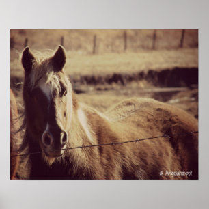 Póster Pinto Pony