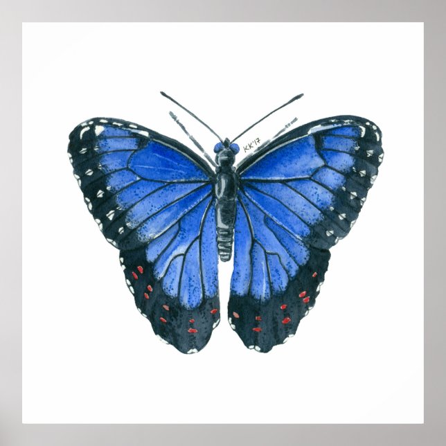 Poster Pintor aquoso da borboleta Azul Morpho (Frente)