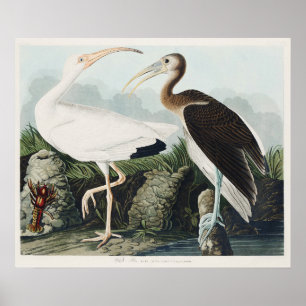 Poster Pintor de aves selvagens do Lbis White Audubon