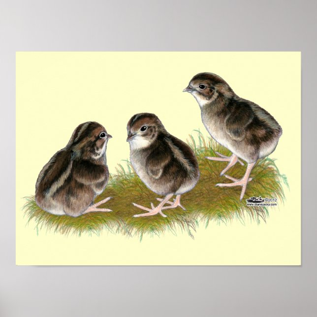 Póster Pintos de Codorniz Coturnix (Frente)