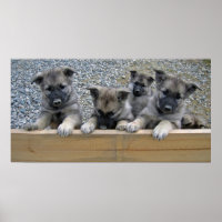 Pintos do Elkhound Noruegueses