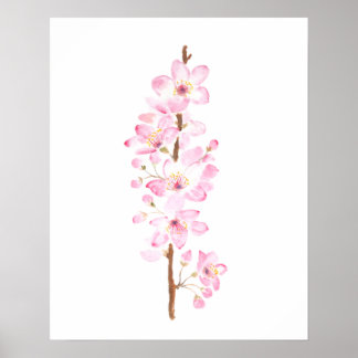 Poster pintura a aquarela cor-de-rosa-flor-rosa sakura
