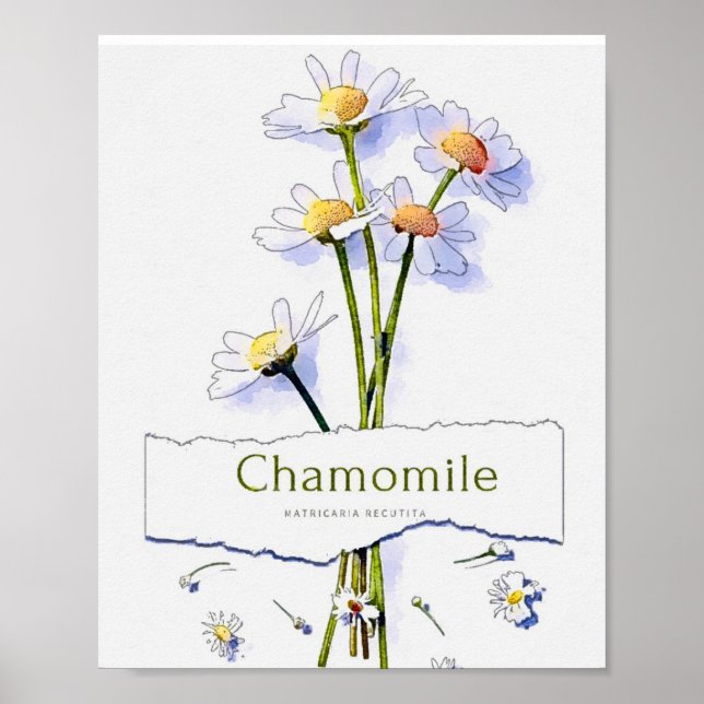 Poster Pintura a aquarela do Chamomile Vintage (Frente)