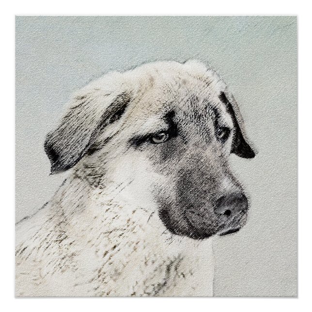 Póster Pintura Anatoliana Shepherd - Arte Original para C (Frente)