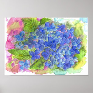 Póster Pintura azul da aguarela da flor do Hydrangea