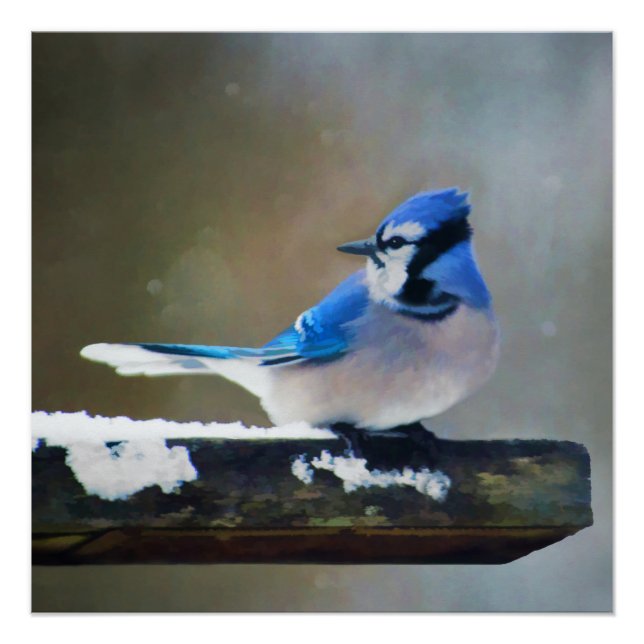 Póster Pintura Blue Jay - Arte Original para Pássaros (Frente)