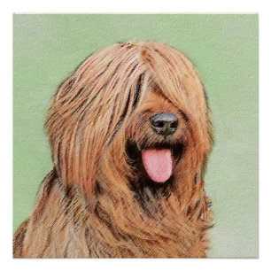 Póster Pintura Briard - Arte Cachorro Original