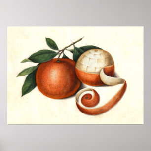 Póster Pintura chinesa da antiguidade das tanjerinas
