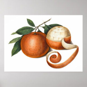 Póster Pintura chinesa da antiguidade das tanjerinas