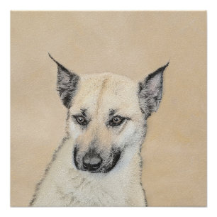Póster Pintura Chinook (Orelhas Apontadas) - Arte Canina
