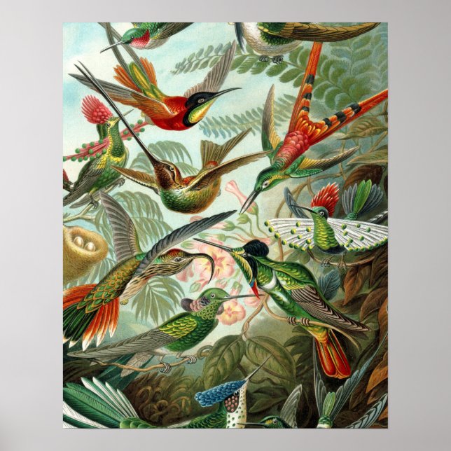 Póster pintura clássica da fauna selvagem de beija-flor (Frente)