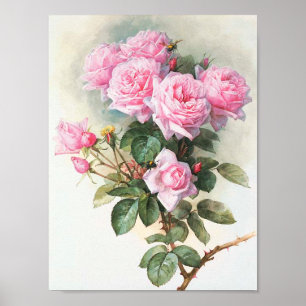 Póster Pintura cor-de-rosa dos rosas do vintage
