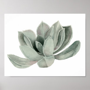 Poster Pintura da aguarela da planta do Succulent