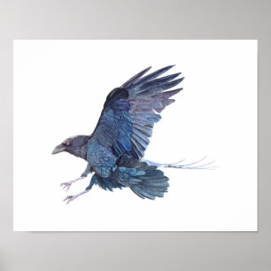 Póster Pintura da aguarela do corvo