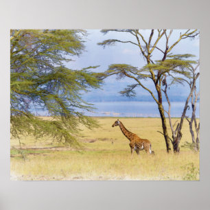 Póster Pintura da aguarela do girafa do safari de África
