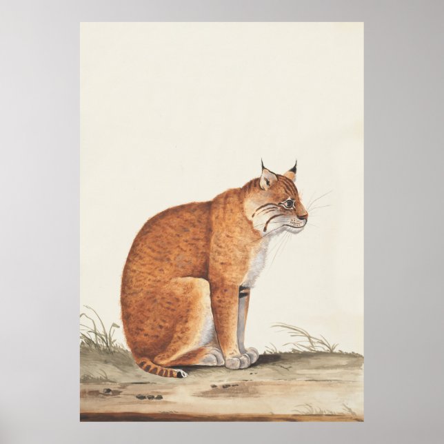 Poster Pintura da vida selvagem do Lynx Vintage (Frente)