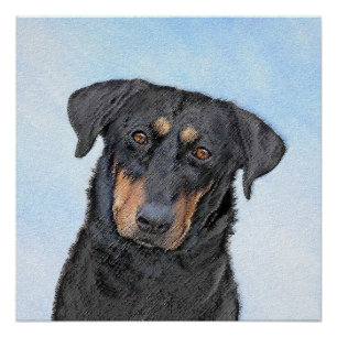 Póster Pintura de Beauceron - Arte de Cão Original Bonit