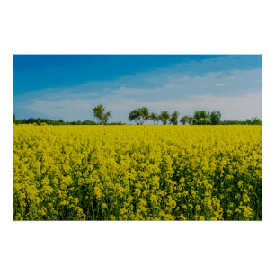 Póster Pintura de campo de flores amarelas
