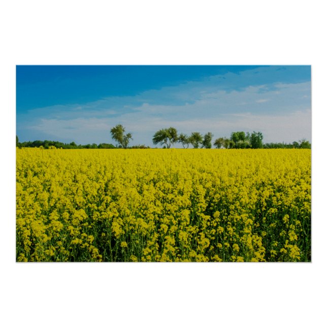 Póster Pintura de campo de flores amarelas (Frente)