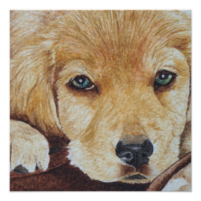 Póster pintura de cão-cachorrinho fofinho de recuperação  (Frente)