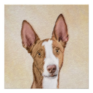 Póster Pintura de Cão Ibizan - Arte Cão Original Bonita