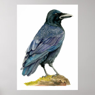 Poster Pintura de Crow Watercolor