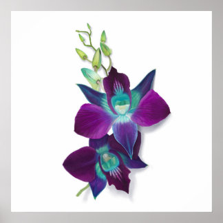 Poster Pintura de Dendrobium Azul ou de Orquídea Azul