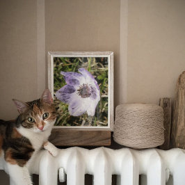 Poster Pintura de Flor Selvagem de Anêmona Azul Lilac Cor