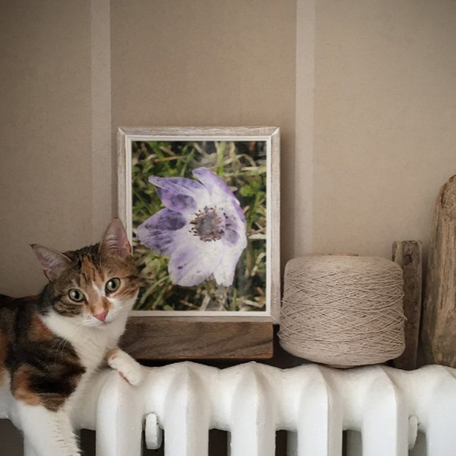 Poster Pintura de Flor Selvagem de Anêmona Azul Lilac Cor (Criador carregado)