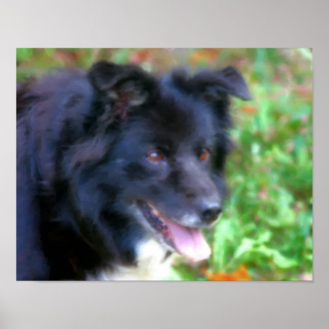 Póster Pintura de Foto Collie Dog de Borda Negra (Frente)