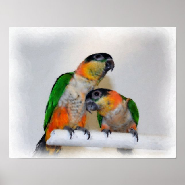 Poster Pintura de Fotografia Caique Parrot Pair Watercolo (Frente)