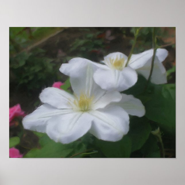 Póster Pintura de Fotos de Arte em Flor Delicate White Cl (Frente)