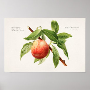 Poster Pintura de Fruta da tosse de pêssego (Prunus Pers