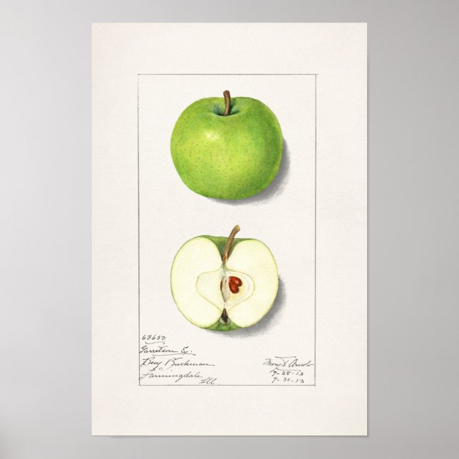 Poster Pintura de Fruta de Maçãs Verdes (Malus Domestica) (Frente)