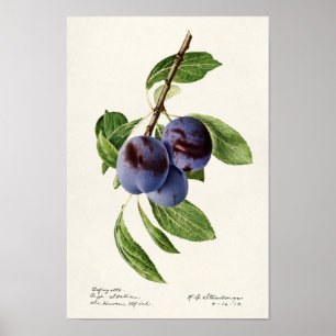 Poster Pintura de Fruta em Ameixas Azuis (Prunus Domestic
