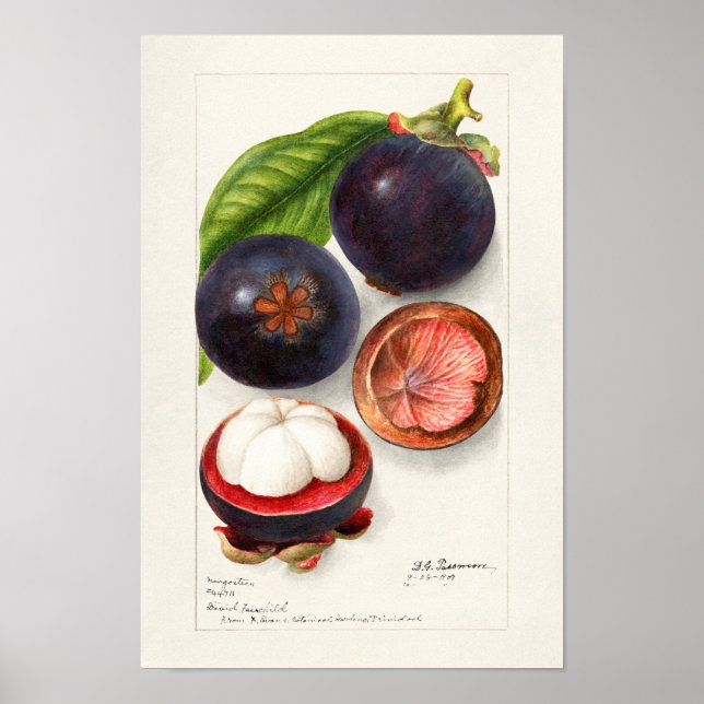 Poster Pintura de Fruta Mangosteens (Garcinia Mangostana) (Frente)