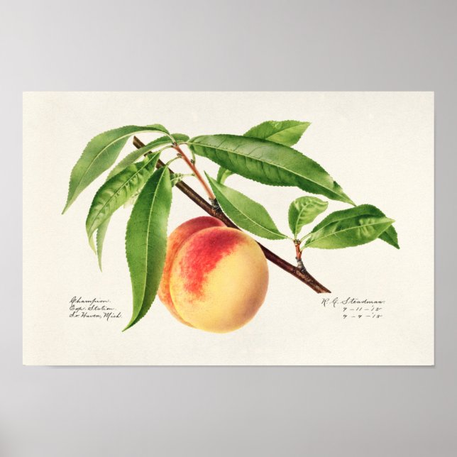 Poster Pintura de Fruta (Prunus Persica) (Frente)