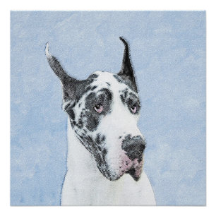 Póster Pintura de Great Dane (Harlequin) - Arte de Cão O