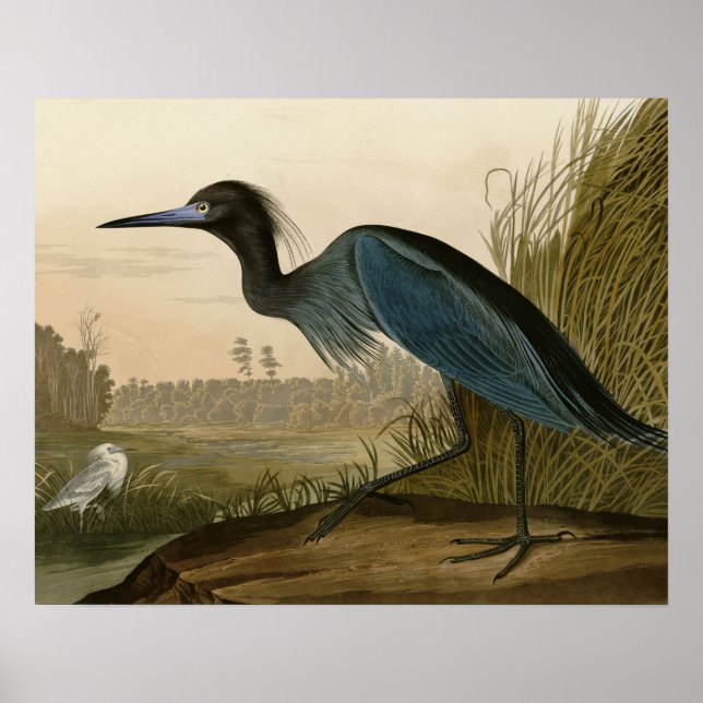 Poster Pintura de Heron Audubon com Crane Azul (Frente)