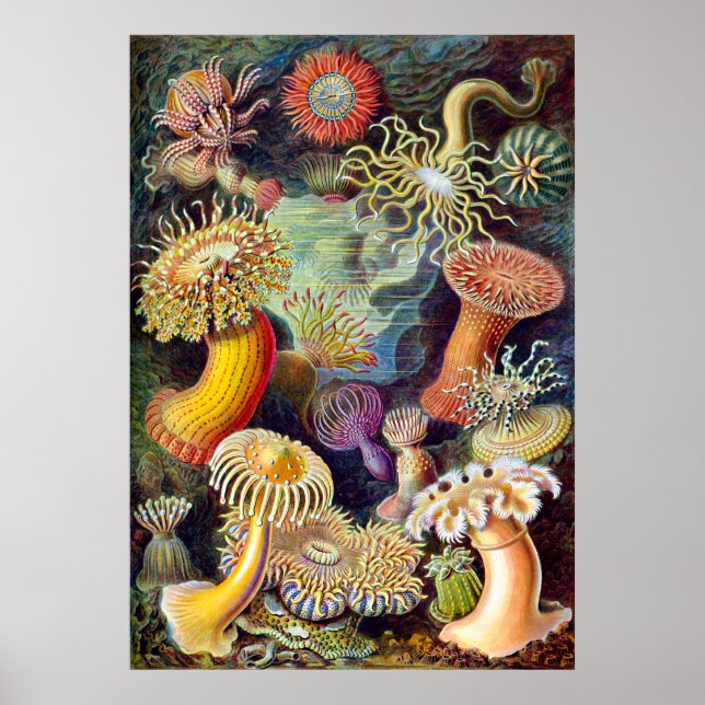 Póster Pintura de ilustração Actiniae Germa Ernst Haeckel (Frente)