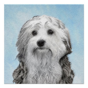 Póster Pintura De Lowchen - Arte De Cachorro Original Cus