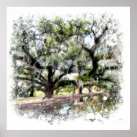*~* Pintura de Oak Novo ao Vivo Orleans Vivo Oaks