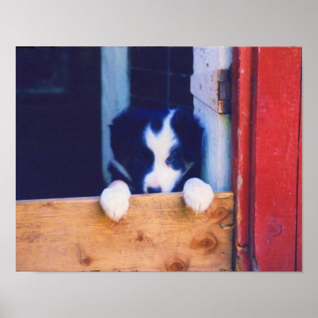 Poster Pintura De Óleo De Collie Puppy (Frente)